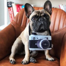 New Pet Products 2020 Pet Plush Toy Dog Camera Photo Props For Pet petgoodsfactory.com
