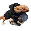Bearded-Dragons.png